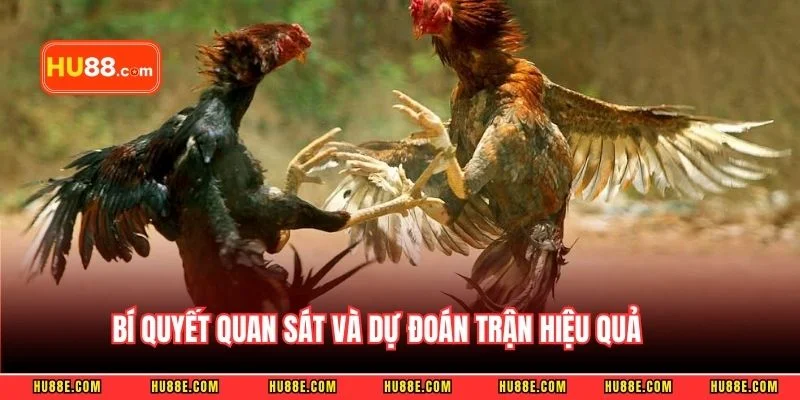 Bí quyết quan sát và dự đoán trận hiệu quả