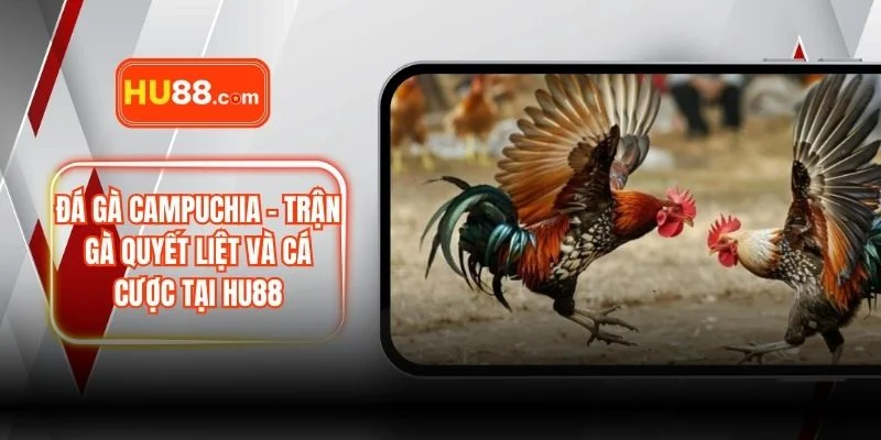 Đá Gà Campuchia – Trận Gà Quyết Liệt Và Cá Cược Tại HU88