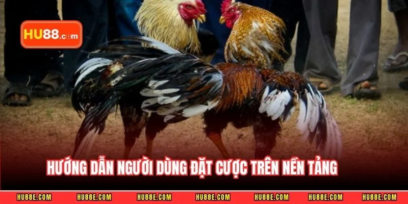 Hướng dẫn người dùng đặt cược trên nền tảng