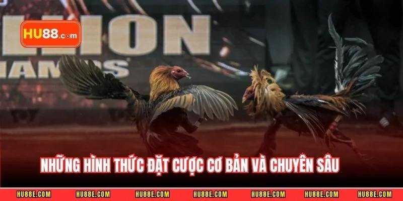 Những hình thức đặt cược cơ bản và chuyên sâu