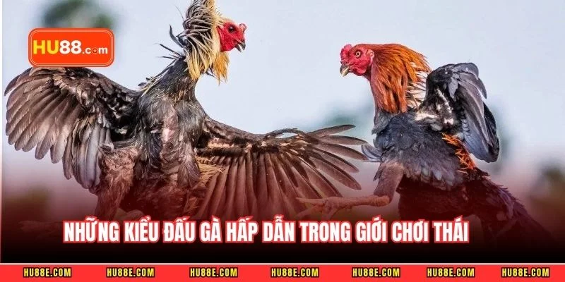 Những kiểu đấu gà hấp dẫn trong giới chơi Thái