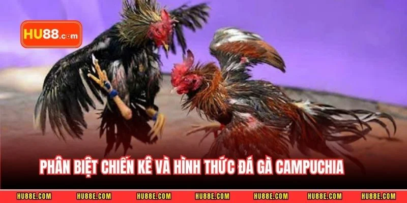 Phân biệt chiến kê và hình thức đá gà Campuchia