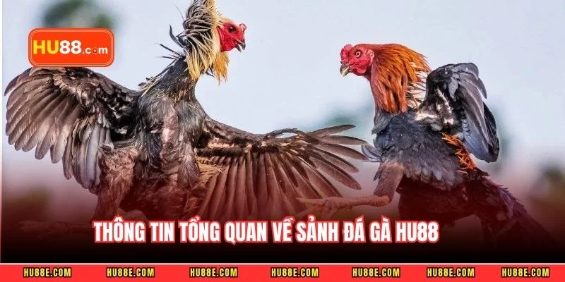 Thông tin tổng quan về sảnh đá gà HU88