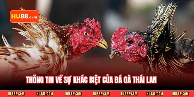 Thông tin về sự khác biệt của đá gà Thái Lan