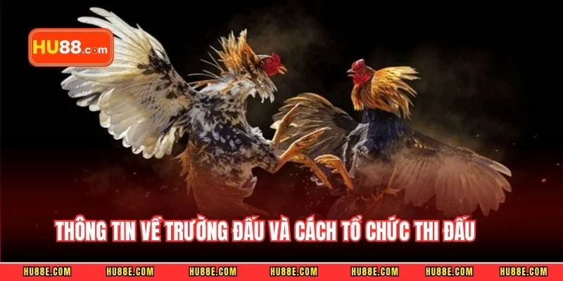 Thông tin về trường đấu và cách tổ chức thi đấu