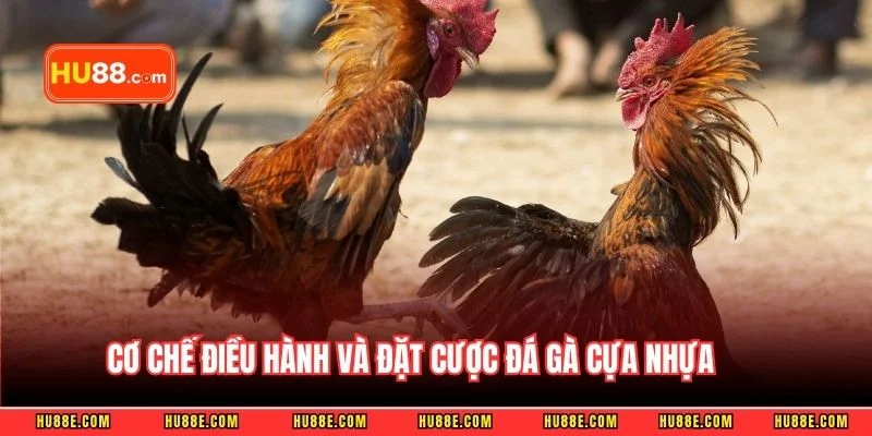 Cơ chế điều hành và đặt cược đá gà cựa nhựa