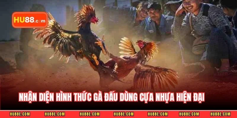 Nhận diện hình thức gà đấu dùng cựa nhựa hiện đại